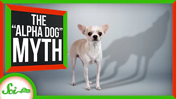 How do you know if your dog considers you Alpha?