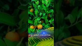 Arti mimpi menanam pohon menurut Primbon Jawa