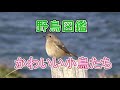 野鳥図鑑その3・かわいいとりさんたち 　#野鳥画像　#野鳥動画　#野鳥映像　#かわいい動画　#癒しの野鳥　#かわいい小鳥　#バードウオッチング