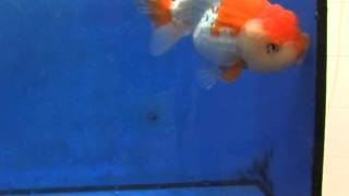 DSCF0430.AVI