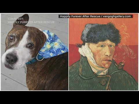 One-eared dog that likes to paint named Van Gogh