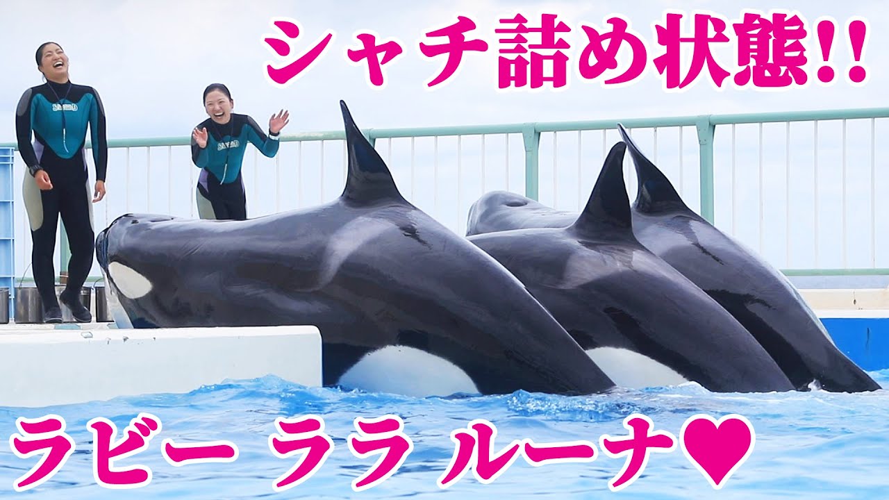 須磨シーワールドには無い鴨川シーワールド限定「シャチの詰合せ