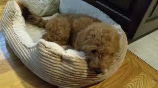 Our golden doodle, Josie at 6 months, gets spayed