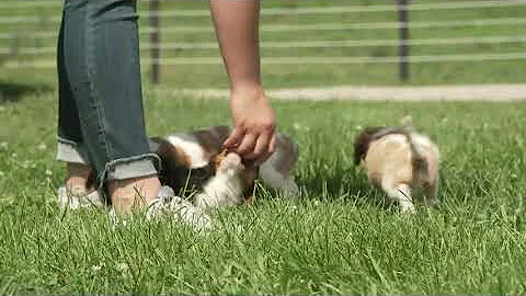 Wayne & Kris Yoder's Cavalier puppies