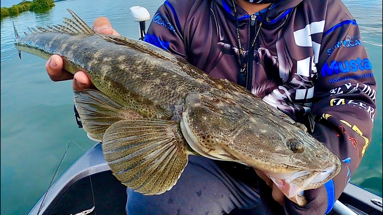 Flathead Fishing with soft plastics 