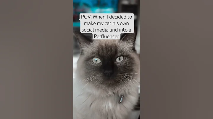 Watch the video about PETFLUENCER #cat #ragdoll #ragdolls #ragdollkitten #catlover #petfluencer #browncat