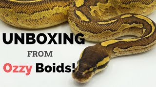 Ball Python Unboxing from Ozzy Boids!!