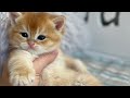 Garfield british shorthair golden chinchilla  lux paw cattery usa