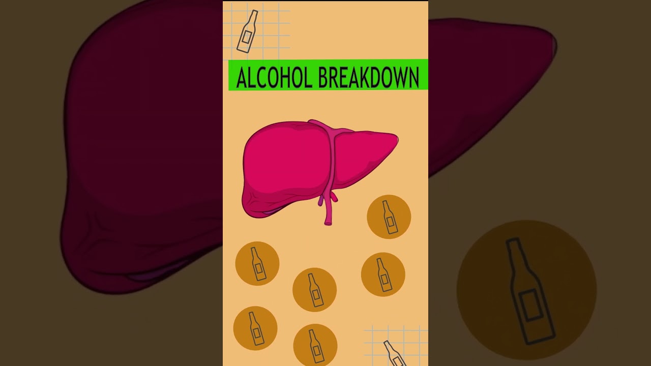 Alcohol Impact on Organ