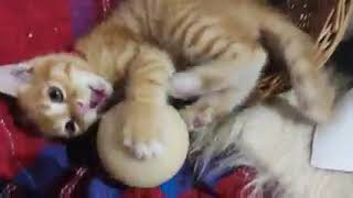 The Youth Of Tiggra - The Cat & Friends