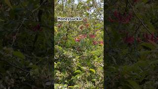 Honeysuckle Climbing Through A CrabApple Tree In Cottage Garden  #honeysuckle #cottagegarden