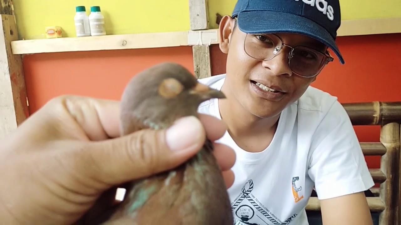 TRAH WALET HR1 SURABAYA MENJADI MATERI TERNAK 2020 KUSHITAN & PUTRA SONJAYA