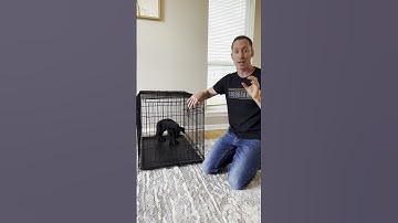 The WRONG Size Crate is Cruel #shorts #dogtraining