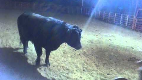 Redneck Jackass- bull ridin