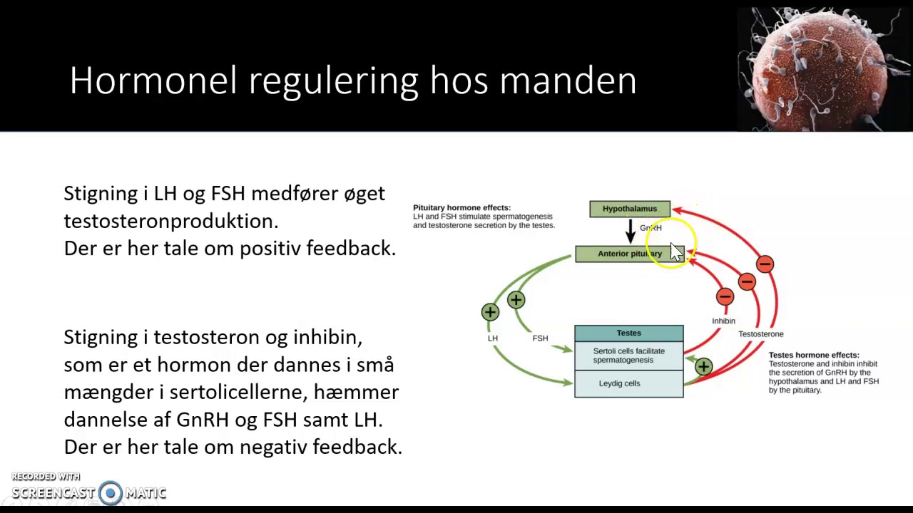 Kønshormoner og hormonel regulering