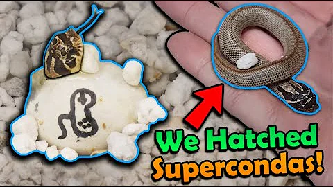 Cute Baby Hognose Snakes Hatching!