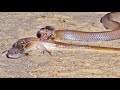 Battle Between Cobra and Lizard