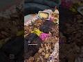 BBQ Grazing Table #bbq #barbecue #barbeque #brisket #vlog #ditl #meat #food #smoker