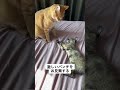 子猫にお説教