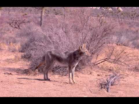 What are some facts about coyotes?