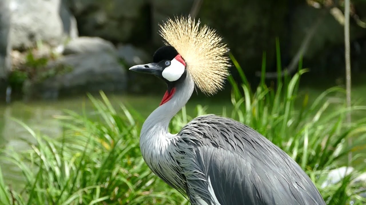 2017.7.1 Grey crowned crane ホオジロカンムリヅル 繁殖記録2017-No.3 卵3個抱卵中 （日本平動物園