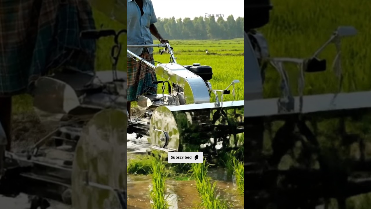 Rice plant 🌾🌾🌾🌾🌾 Weeding 