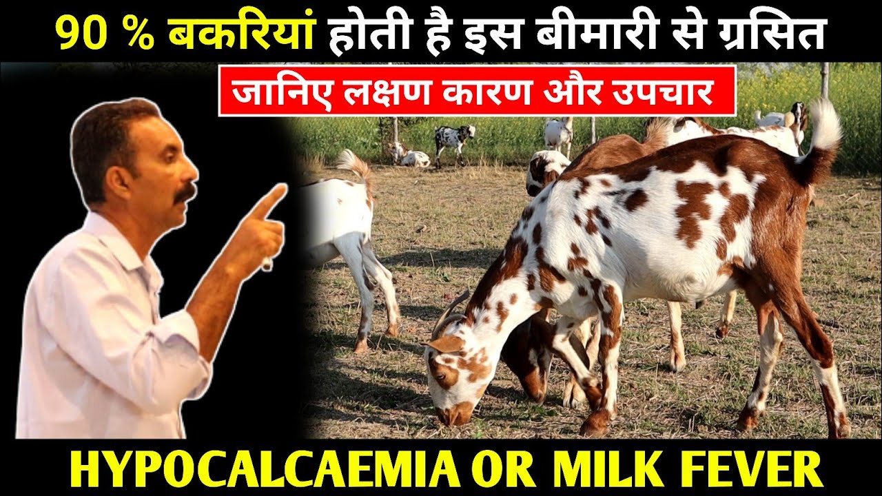 जानिए बकरियों में 