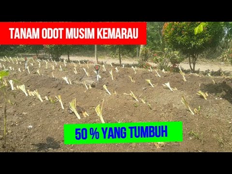 Video: Menanam Benih Rumput Pada Musim Sejuk - Cara Penyiraman Musim Sejuk Berfungsi