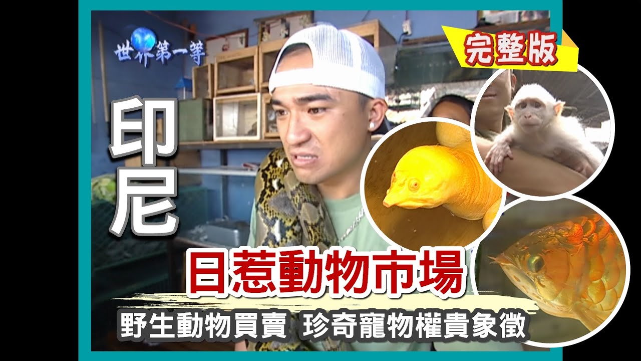 【印尼】日惹野生動物市場 非常規寵物千奇百怪！（華僑神秘發財屋 金龜紅龍白猴風水寶地）｜《世界第一等》38集小馬完整版
