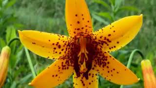 The Health Benefits of Lilly Flowers Herb Dr Farrah Potential Medicinal Benefits Of Lily Plant