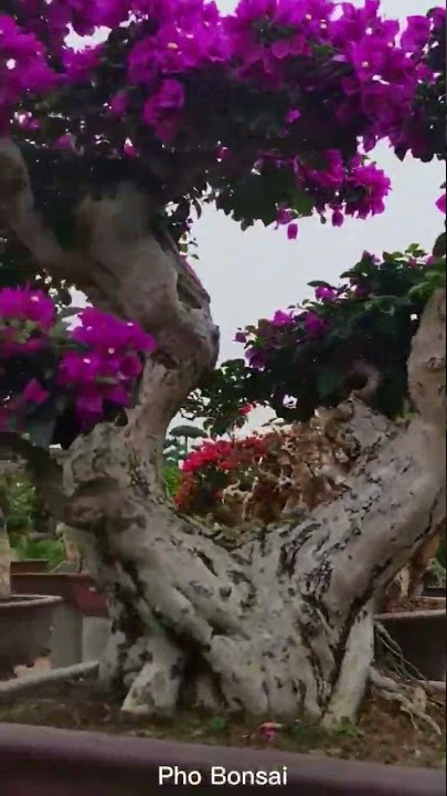 Inspirasi Bougenville Ungu #bonsai #bougenville #bonsaibougenville #bonsailife #bonsaiindonesia