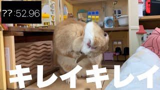 長すぎ！？綺麗好きなウサギの毛繕いの時間は◯◯分　#958