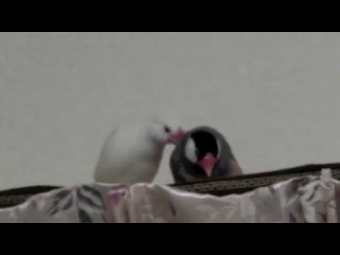 突いて欲しいと追っかける桜文鳥vs白文鳥 文鳥動画