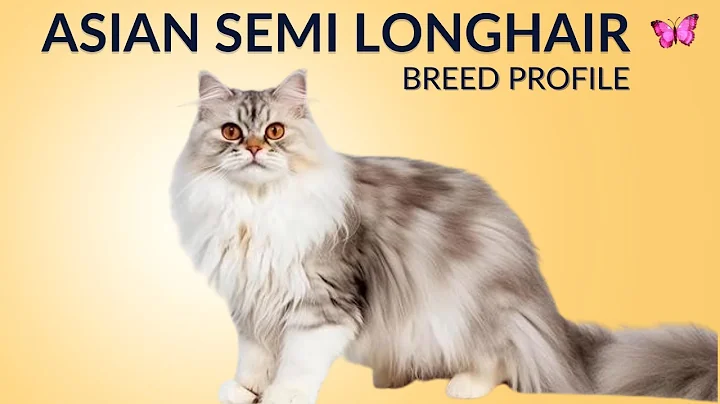 Video 9100041: semi longhair cat, longhair cat breed, asian semi longhair, grooming