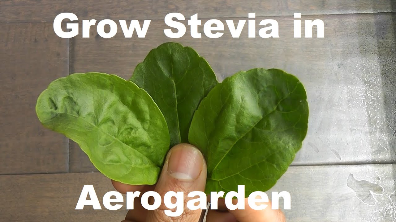 Grow Stevia in Aerogarden Harvest Hydroponics System, dehydrate, Tea/chai recipe, Healthy sweetener