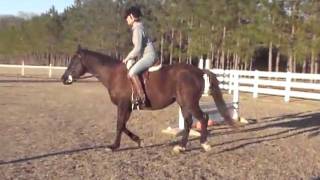 Max flatwork at home  (6yr old BLACK, Thoroughbred 15.2h )