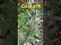 Ak Baar Is Video Ko Jarur Dekhey CHIRATA KA PAUDHA KAHA PAYA JATA HAI Short Feed Viral Short 