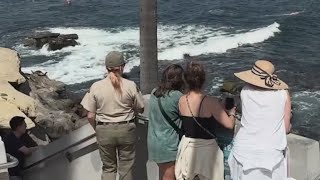 Tourist family asked to leave La Jolla Cove for treatment of sea lions