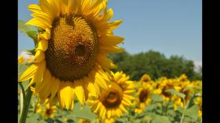 From Anahit To Aphrodite Armenia And Greece In Dialogue