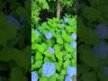#shorts#紫陽花#垂坂公園