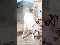 Brahman gulabi cow white colour beautiful lover