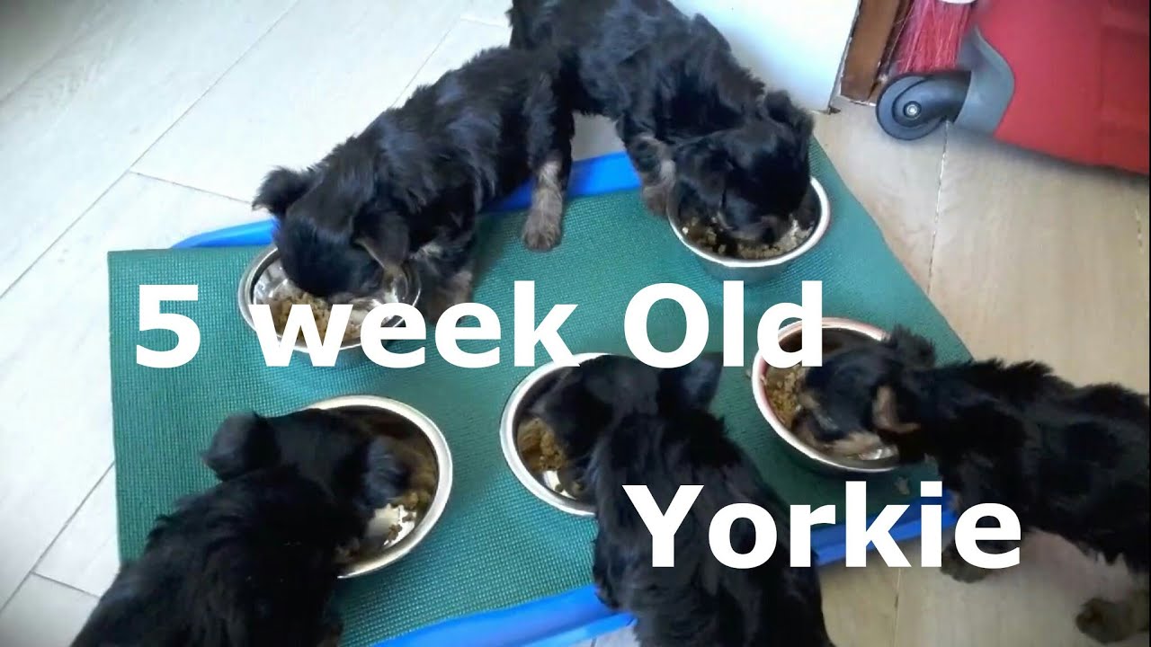 5 Week Old Yorkie Puppies - YouTube