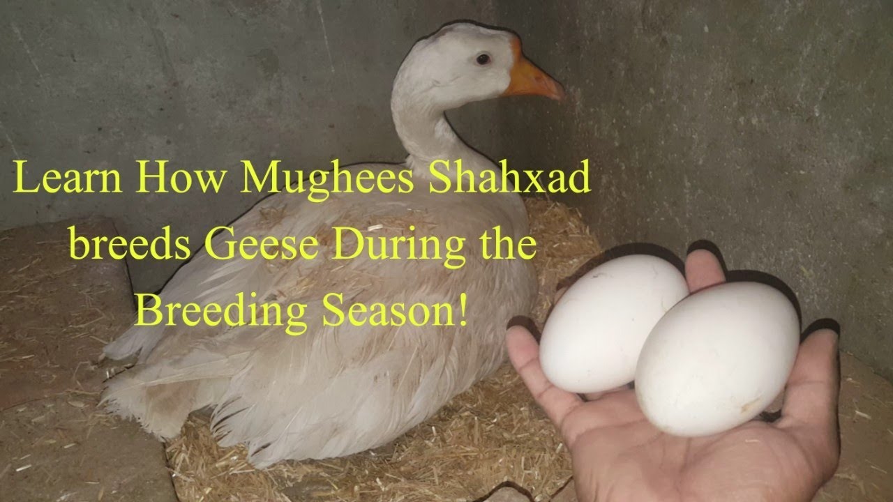 Geese eggs laying Geese breeding tips Geese breeding season Mughees Shahxad YouTube