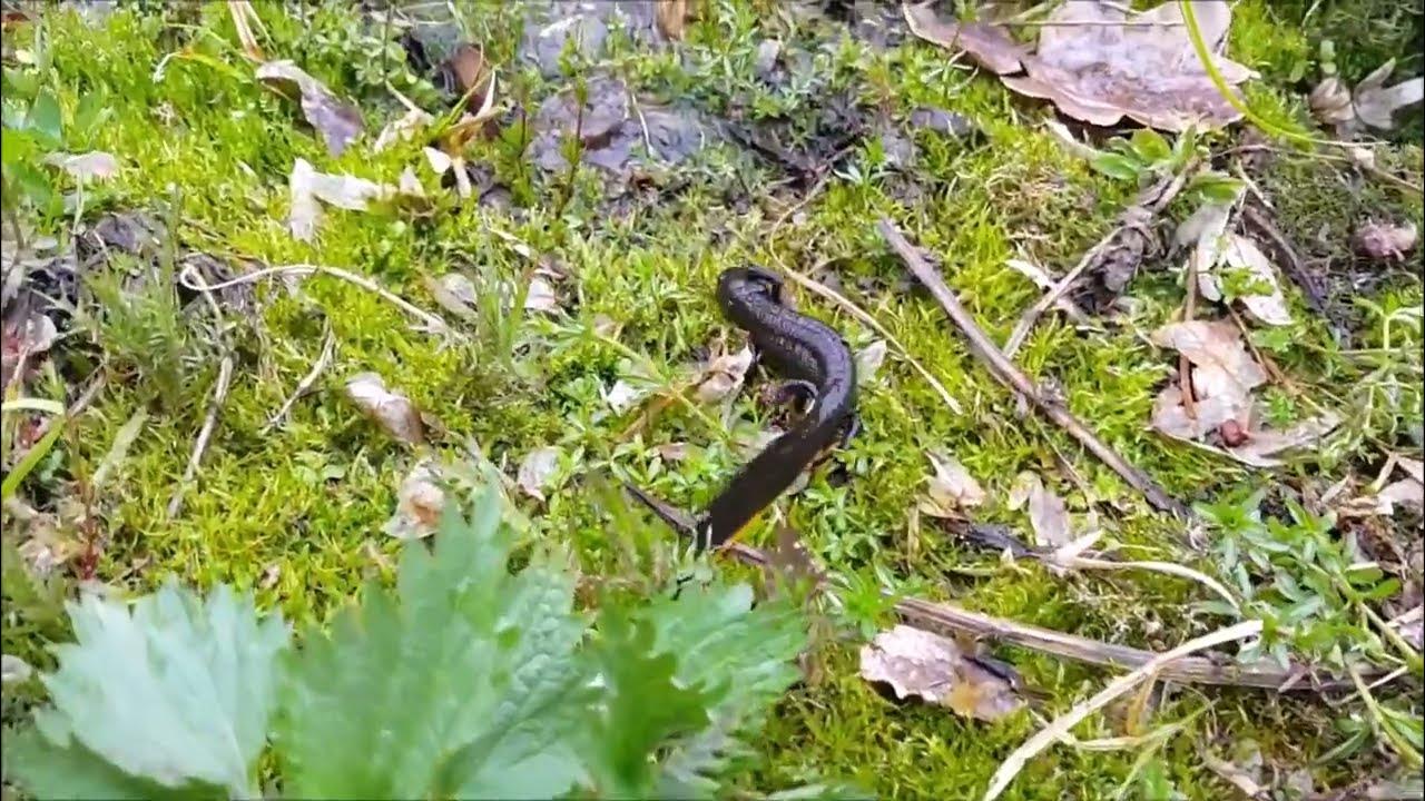 Northern crested newt biggest amphibian in europe 🐸 - YouTube