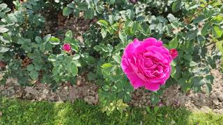 Rosengarten Pitten. Roses in Austria. Rosarium Österreich Xiaomi Mi Note 10 DJI Osmo Mobile 3 Gimbal