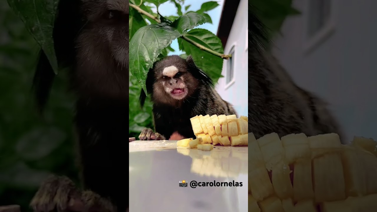 Macaco Sagui comendo banana Stock Photo