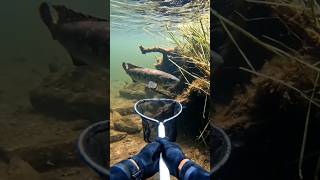 Dragon Snakehead Catch 😱 Hidden Predator Found Underwater