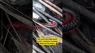 Terrifying Giant Millipede With Bright Red Legs 😱🐛