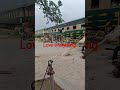 #fypシ゚viral #train #viralvideo #Train cross the railway phatak Speedily #amazingshorts