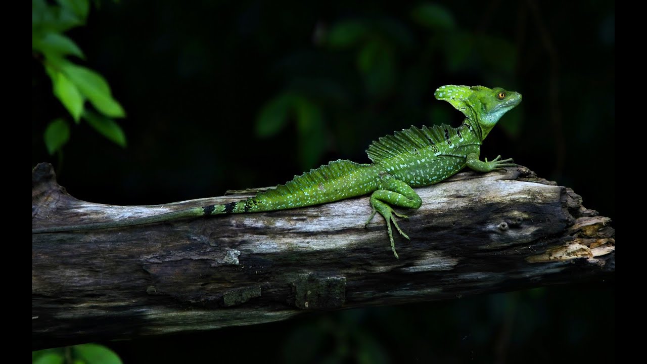 Green Basilisk YouTube